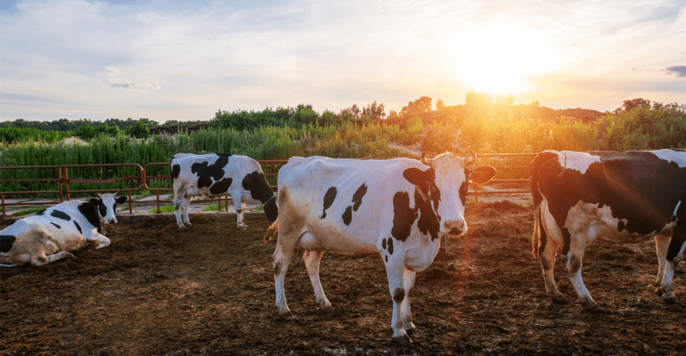 Cows on pasture