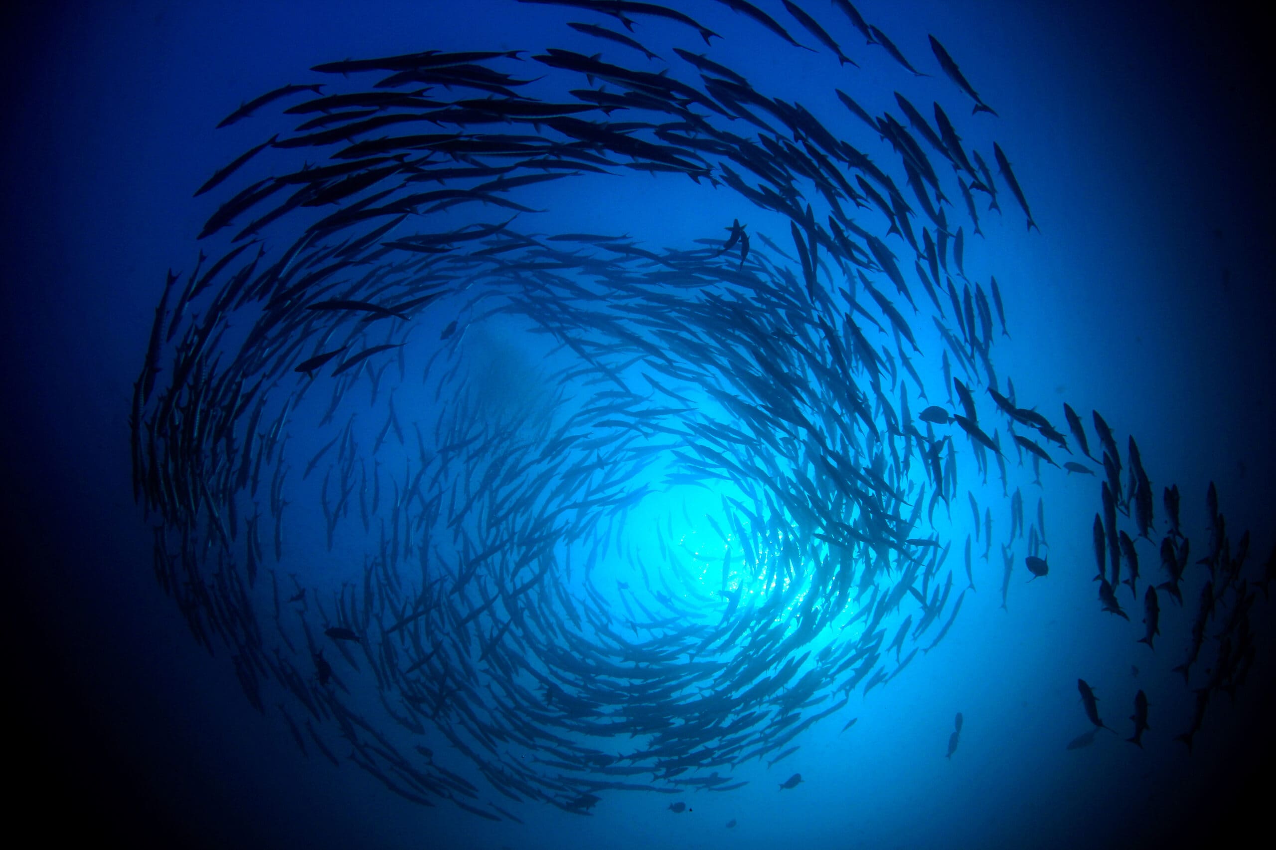 Swarm of fish in the sea