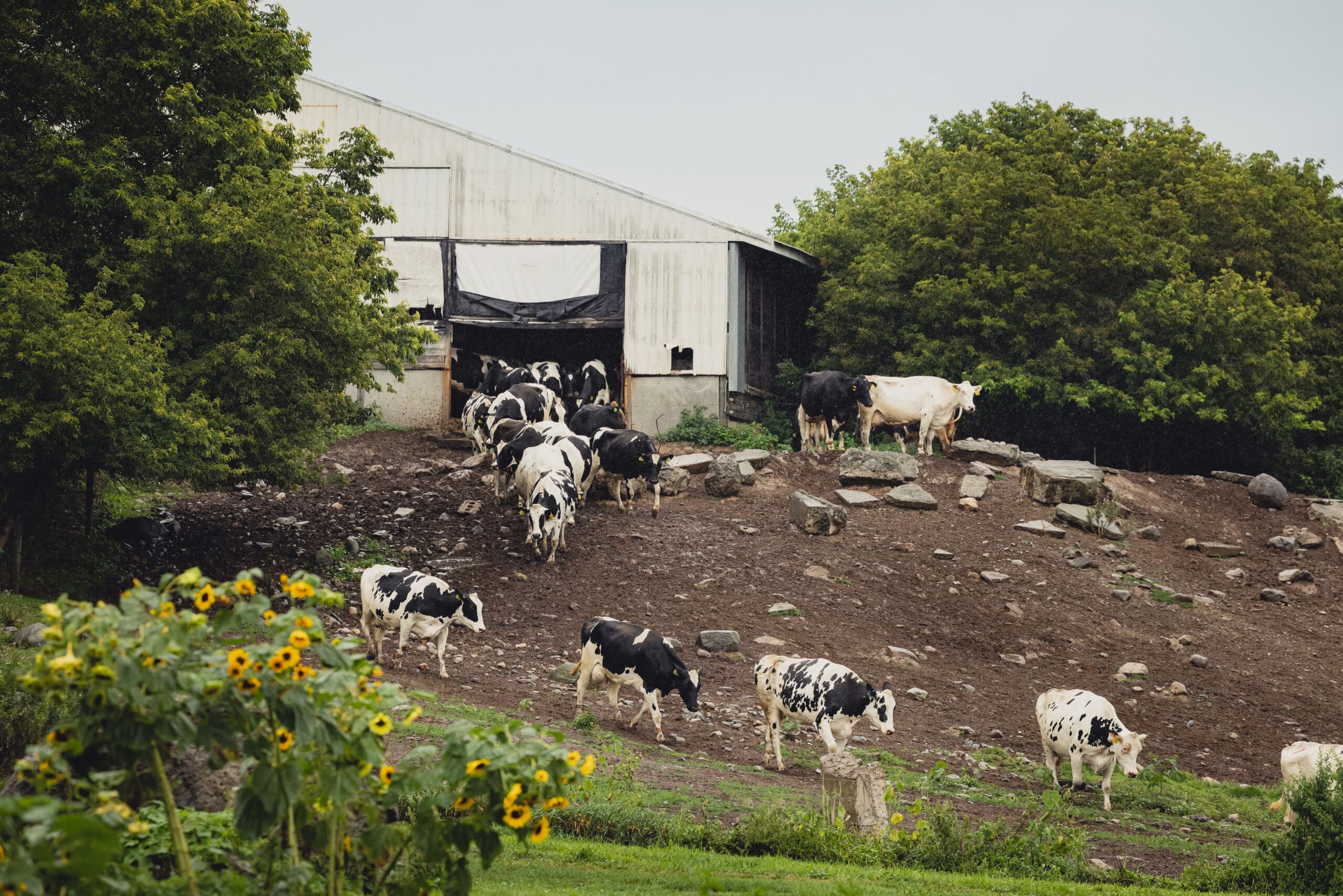 Cows on Farm