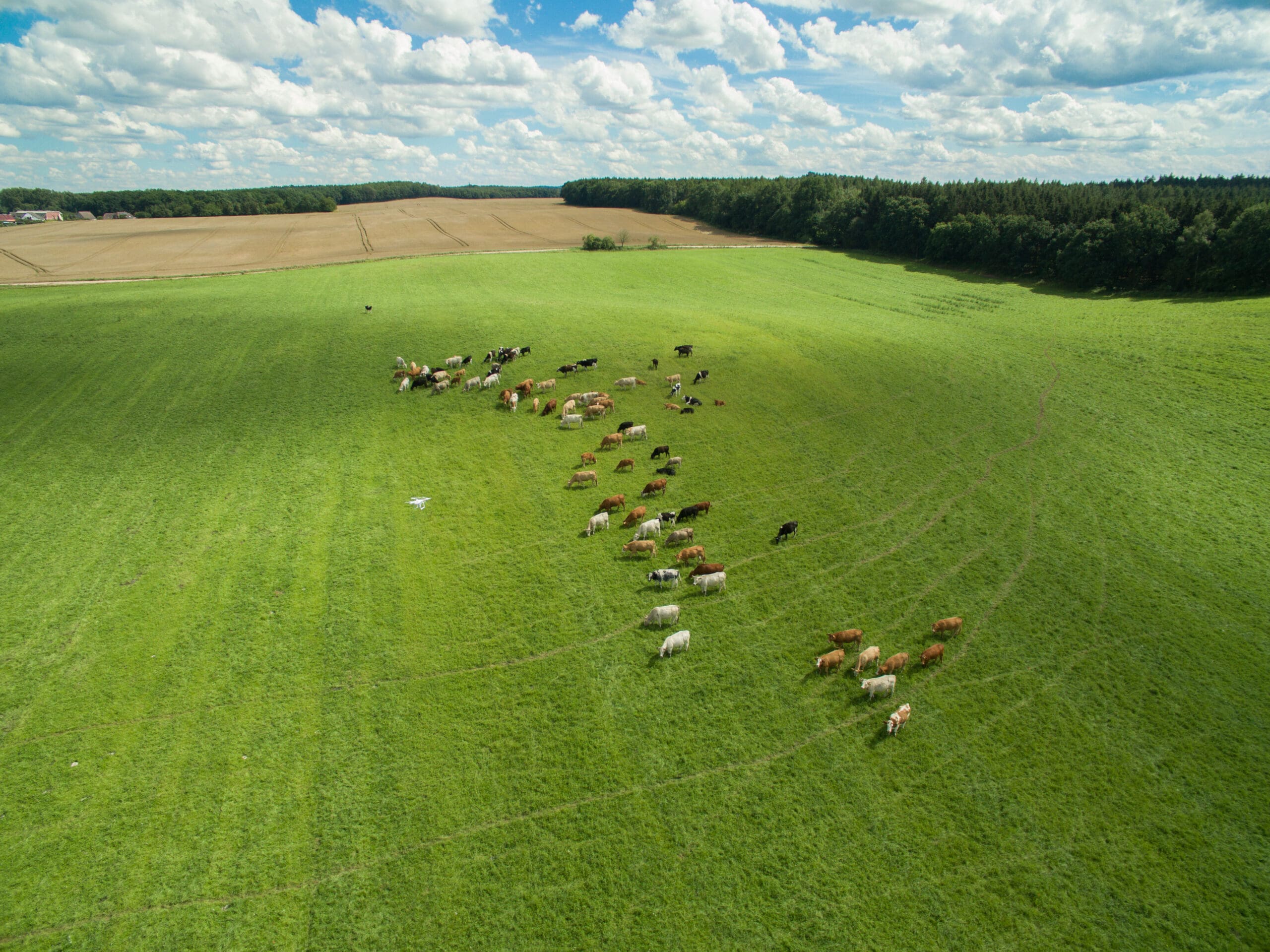 Overhead view of cows grazing