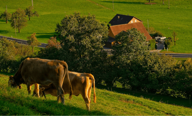 cows on farm