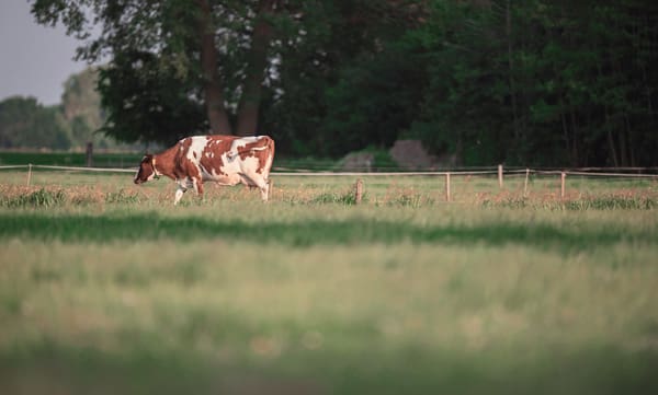 Cow in pasture