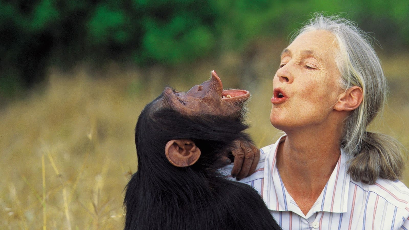 Jane Goodall and chimp