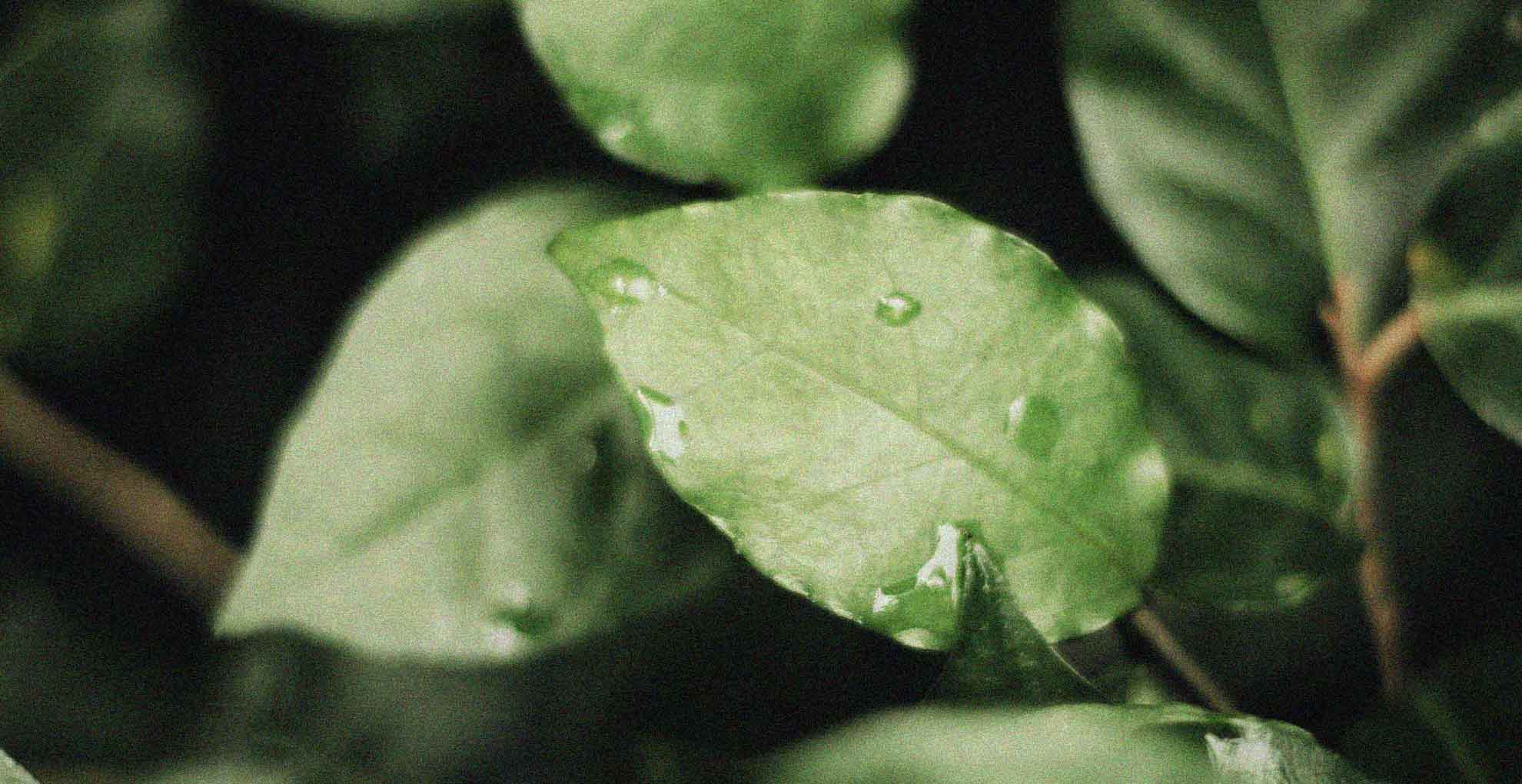 Leaves