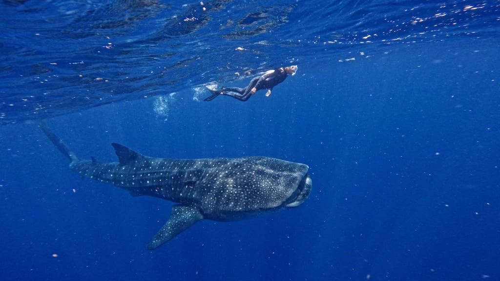 Diver swimming in ocean with a shark