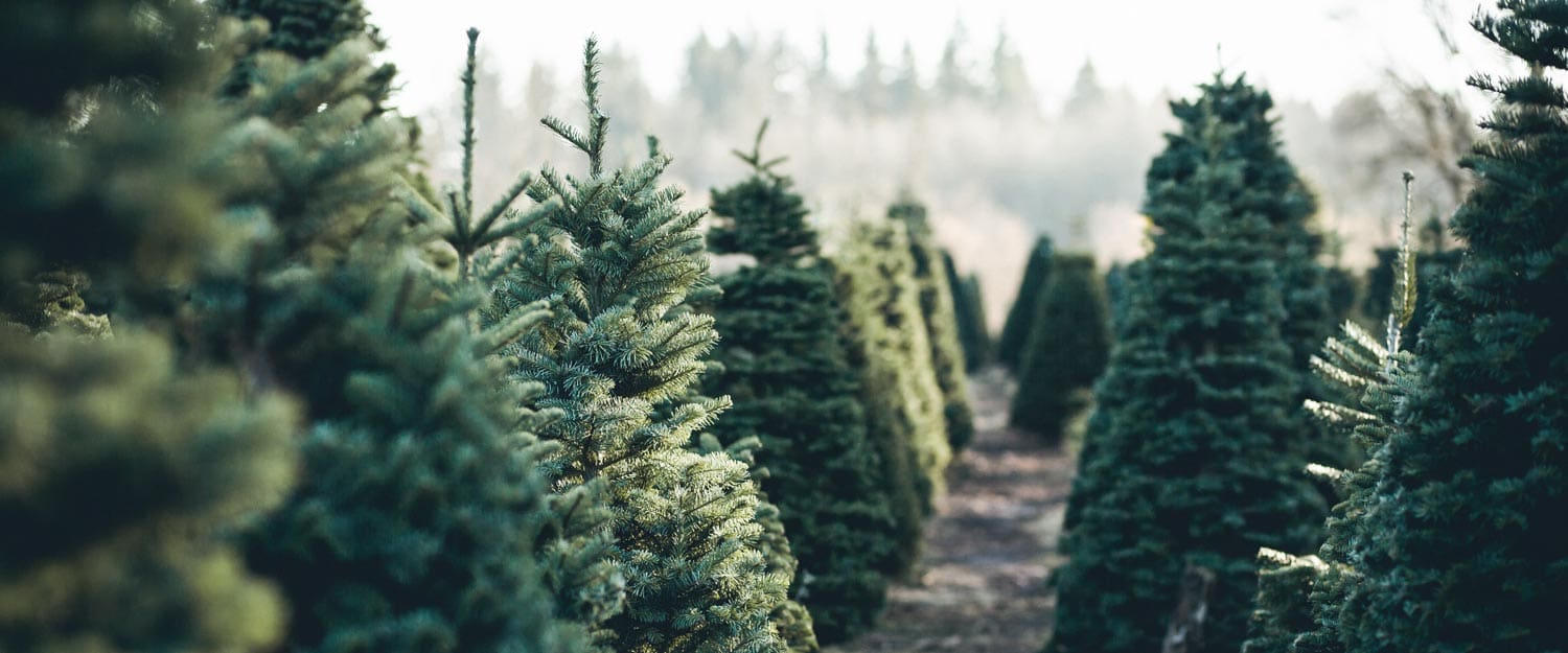 Christmas Trees