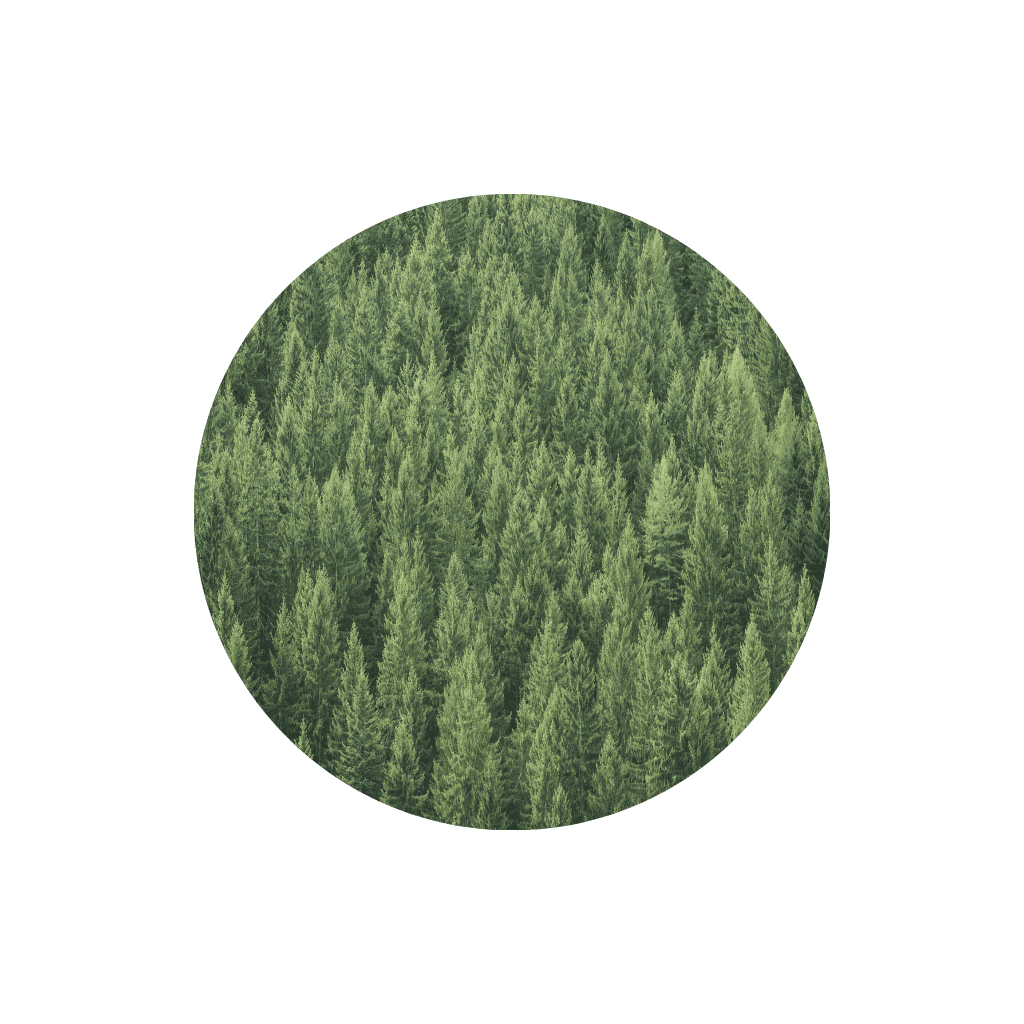 Pine trees inside a circle with beige background