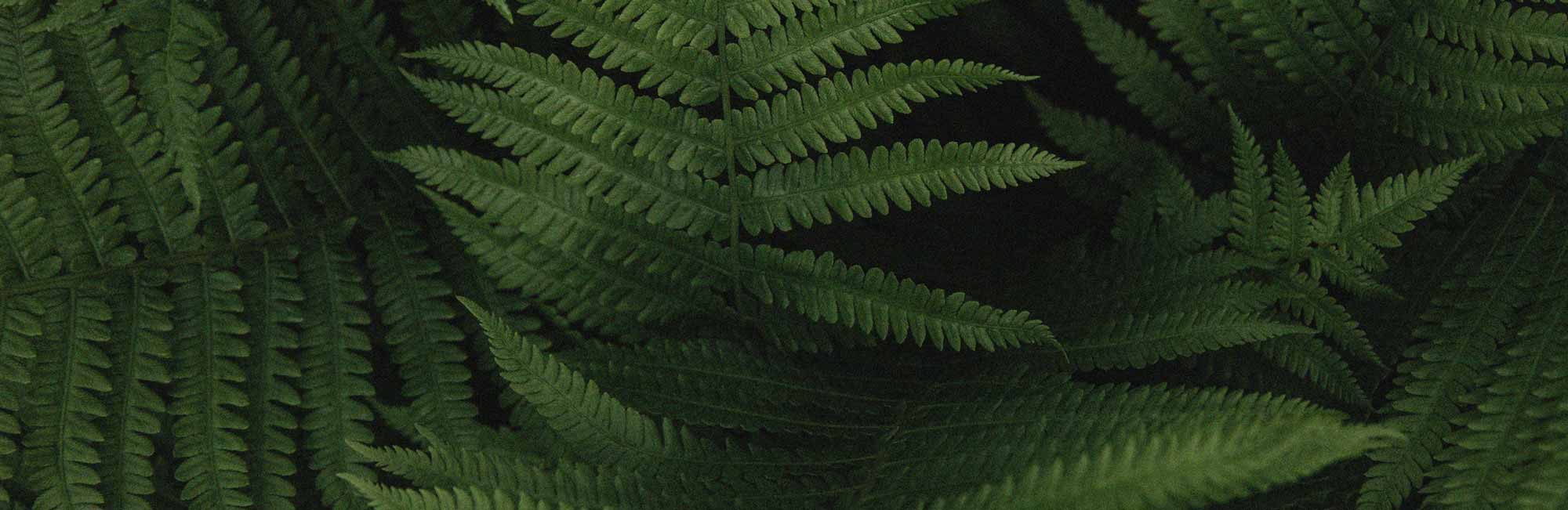 Green Fern Plant