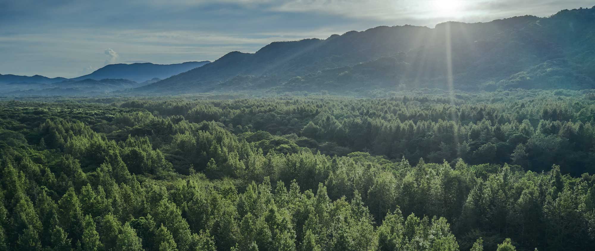 Green Trees in Large Green Forest