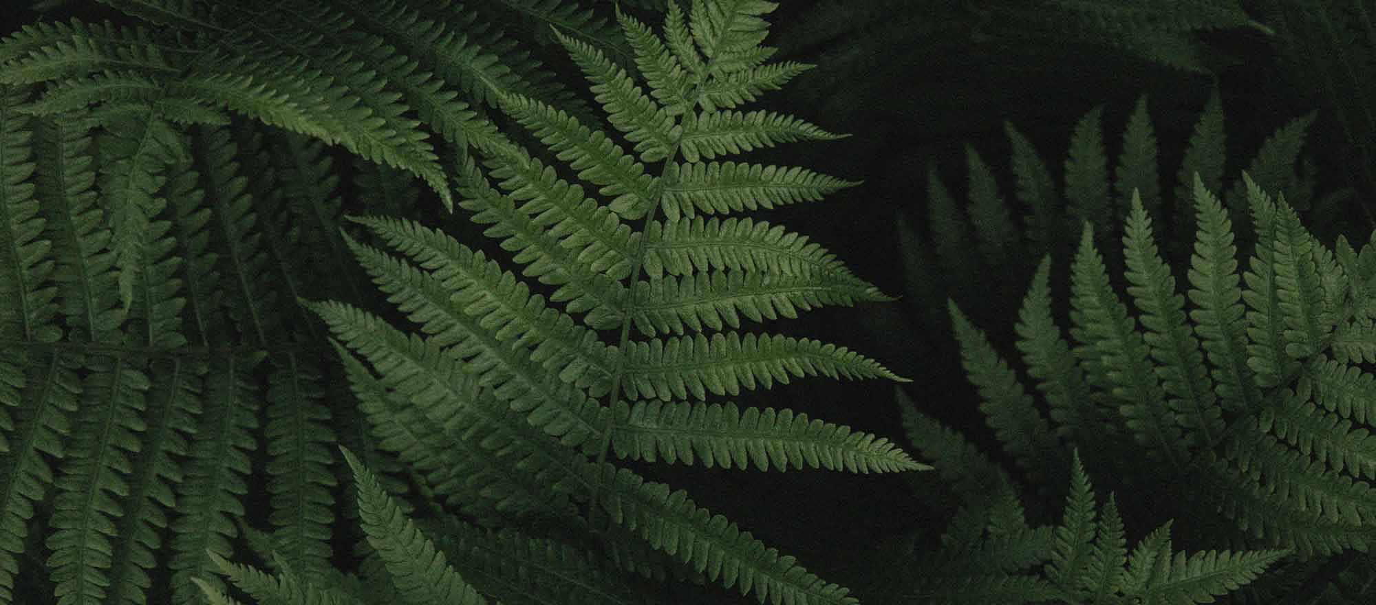 Green Leaves