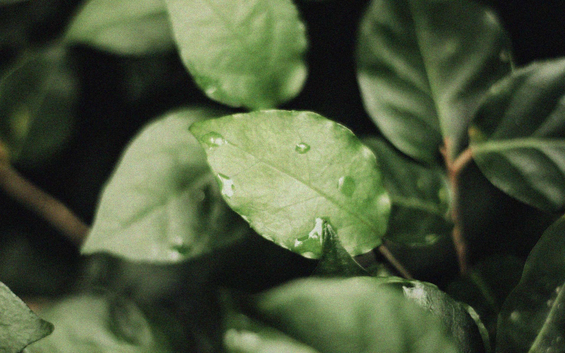 Sustainability