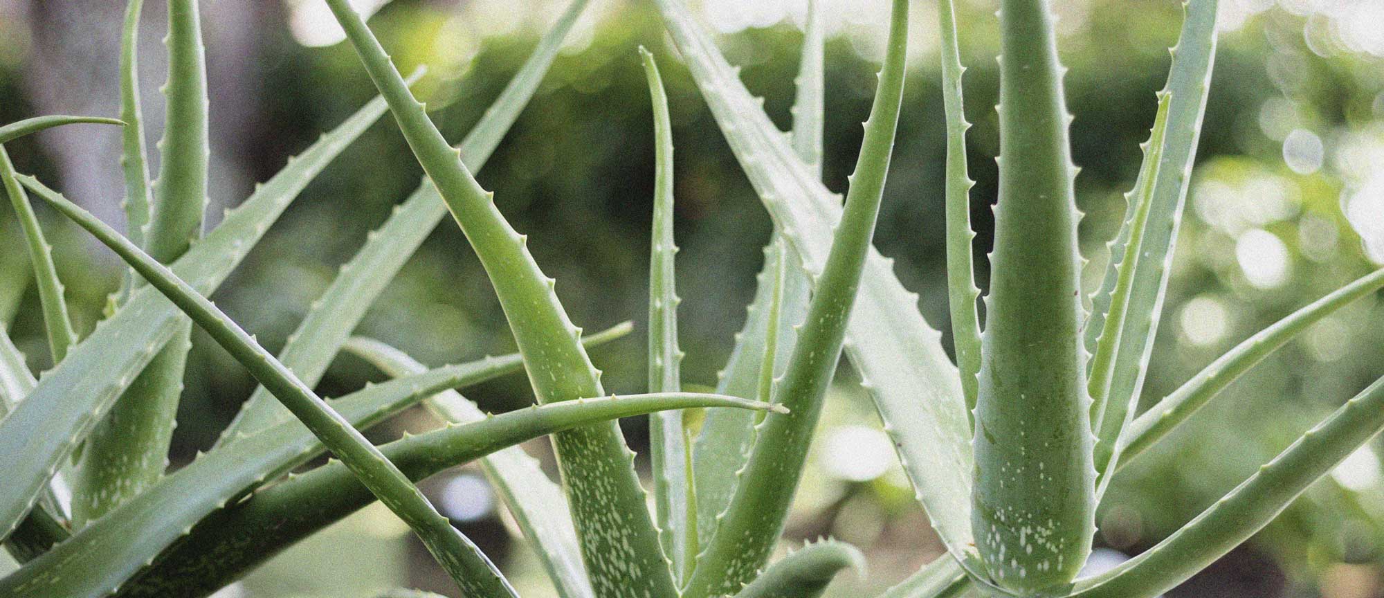 Aloe Vera Plant