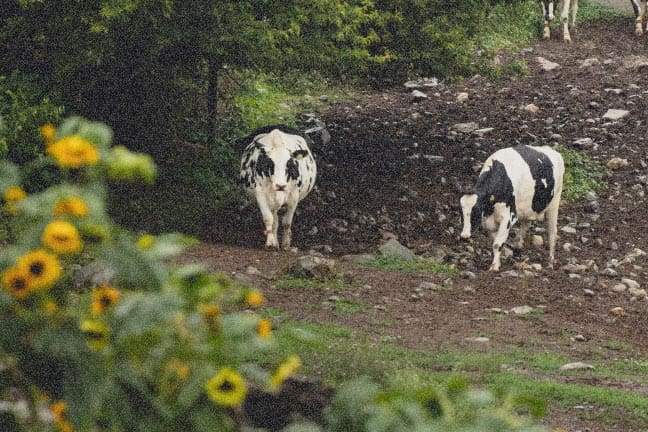 Two cows grazing in an open field.