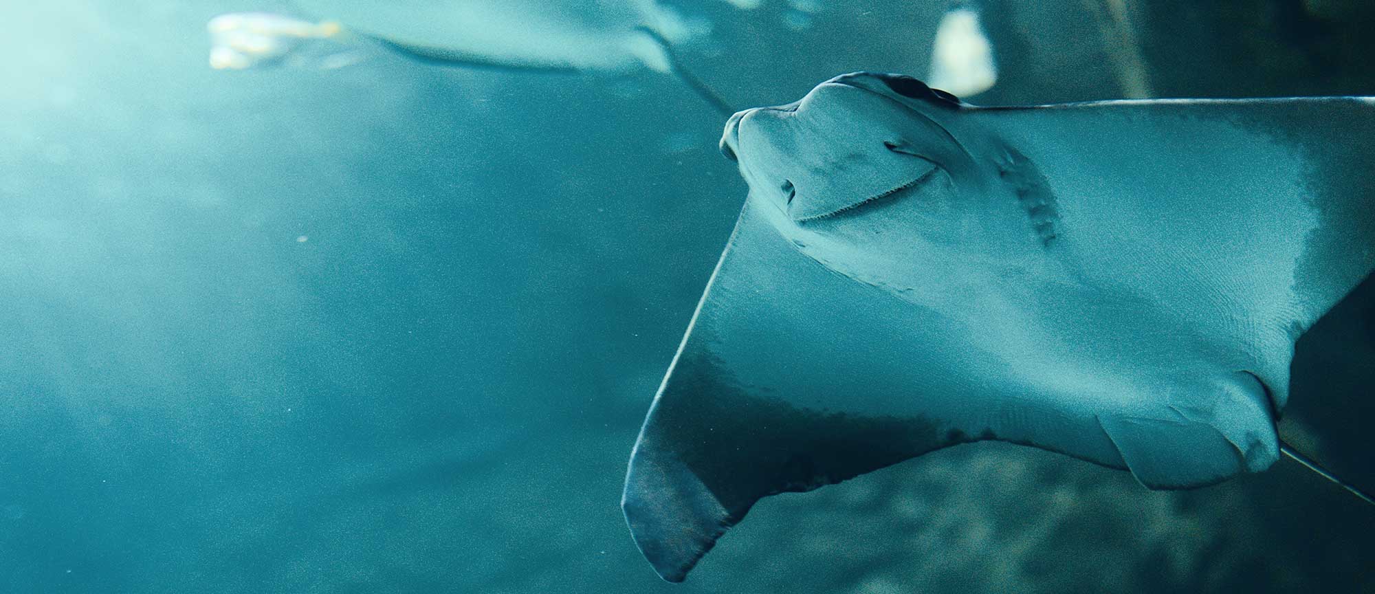 String rays in ocean