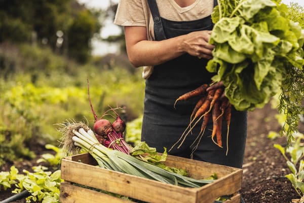 Picking Vegetables in Field