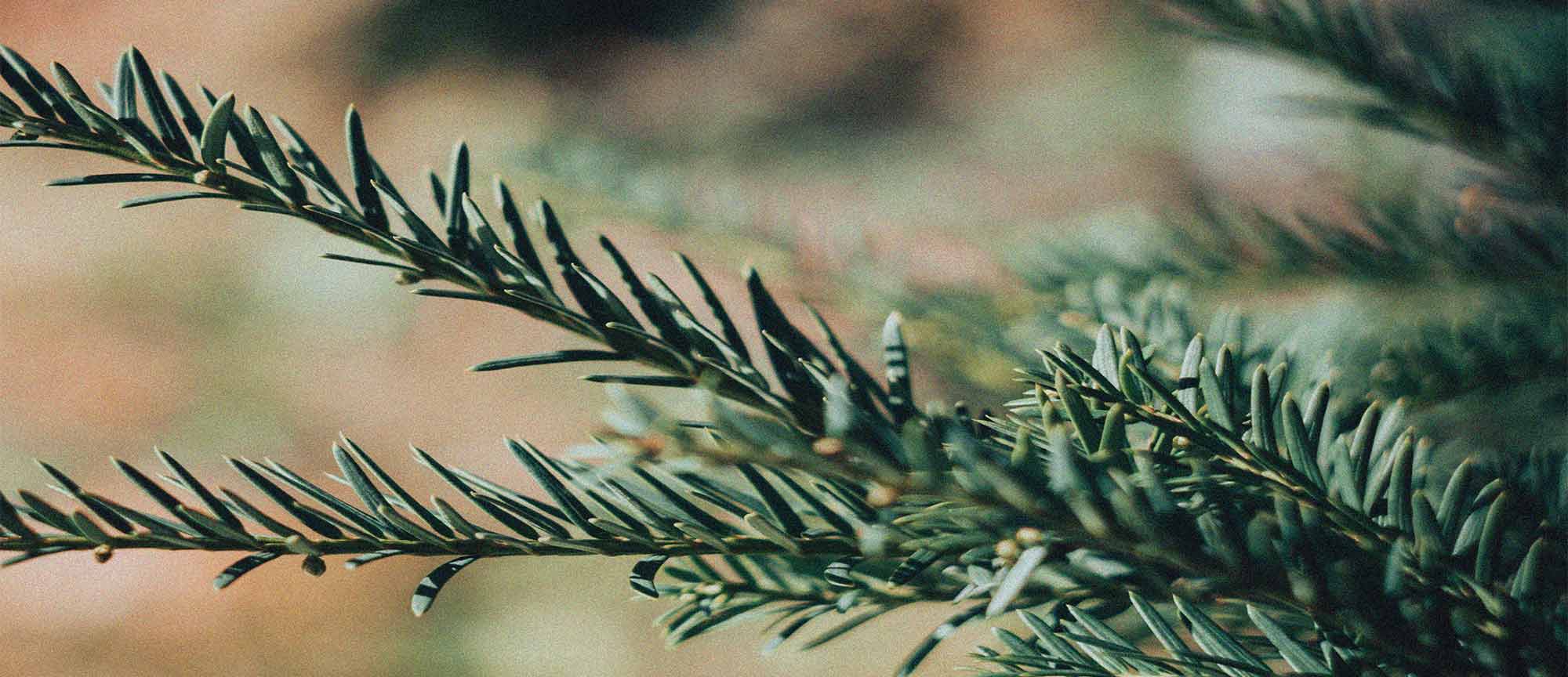 Pine tree branch