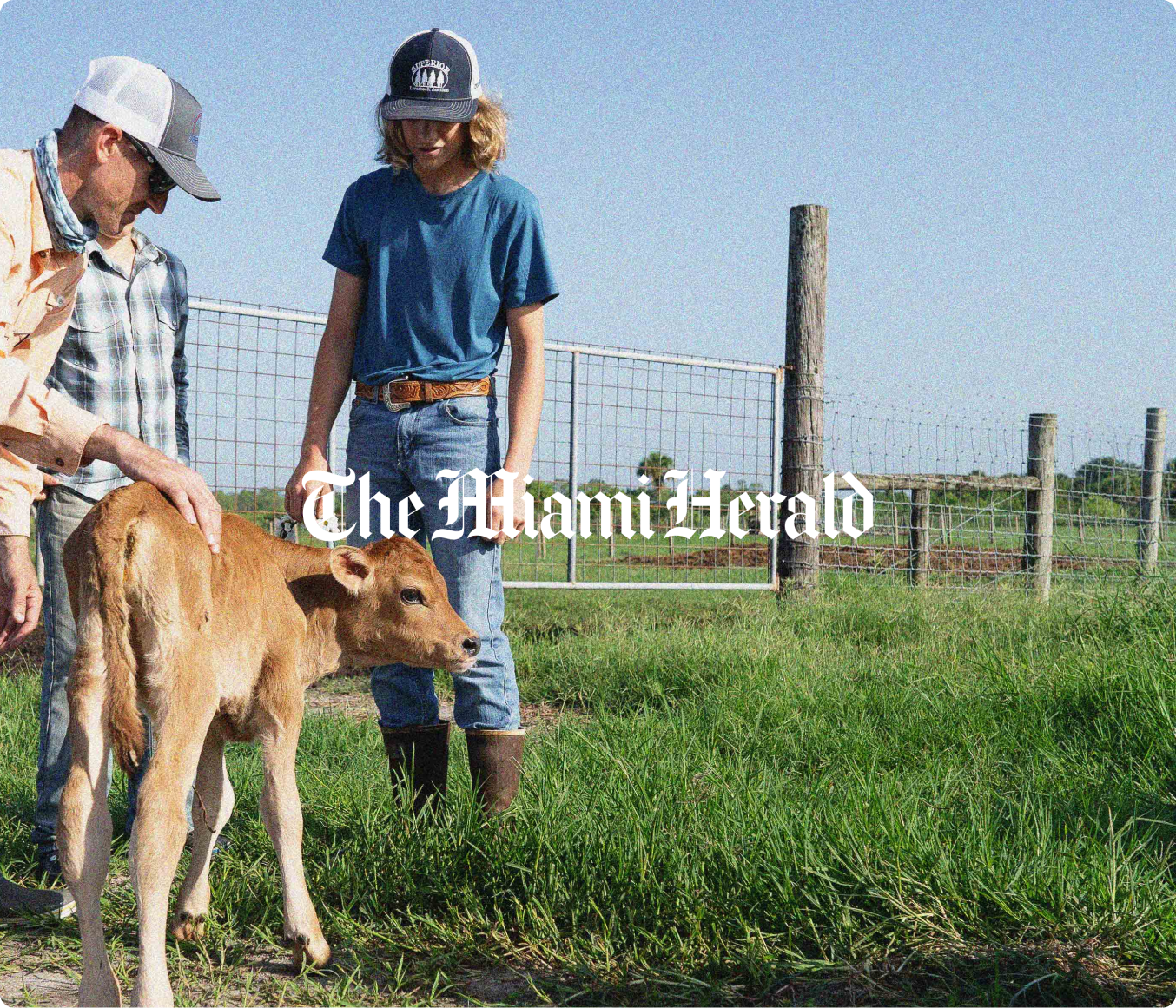 Farmer and farmer's son holding baby cow