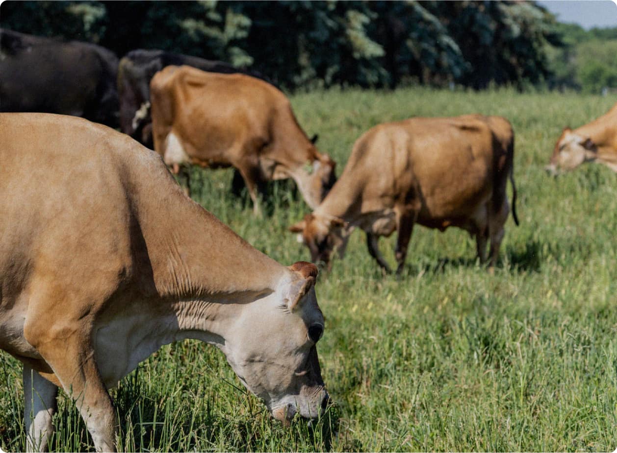 Cows grazing in the grass.