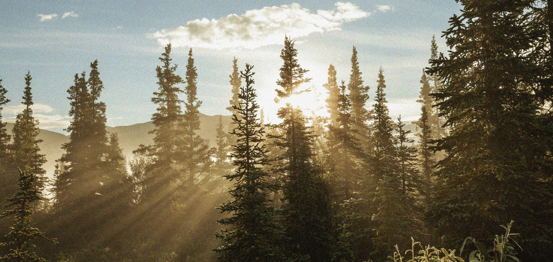 Trees in the forest with sun shining through