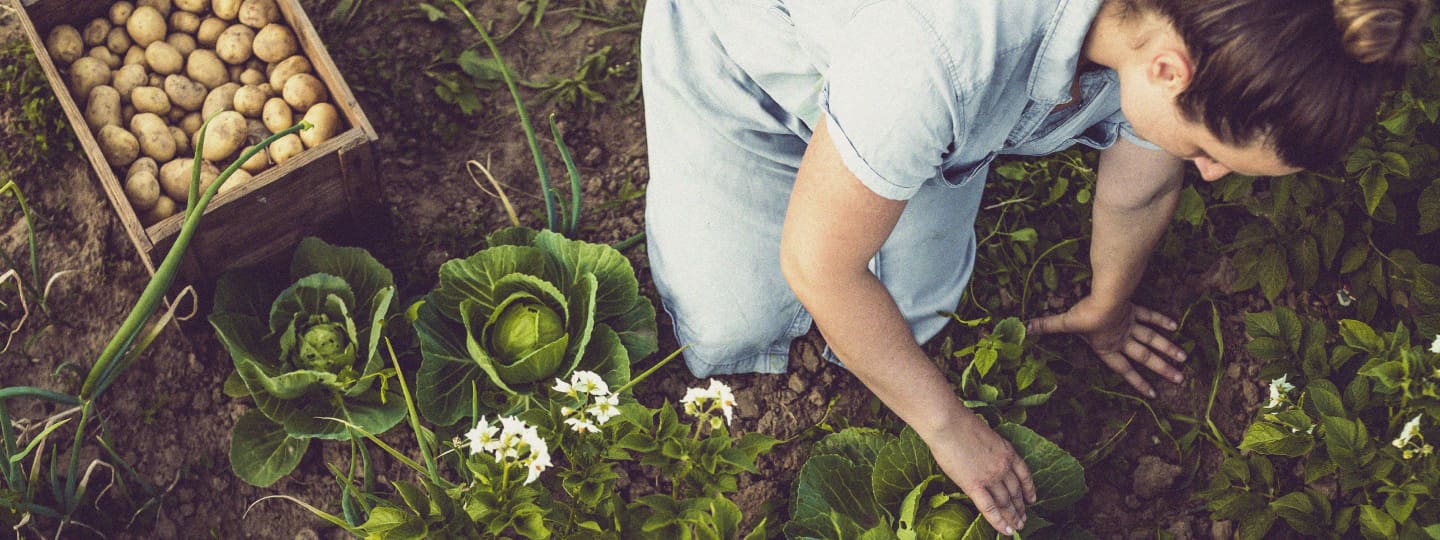 Regenerative agriculture Woman planting vegetables in the dirt