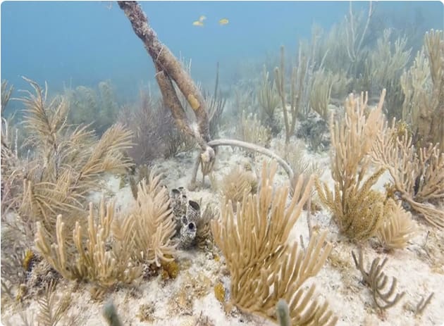 The ocean floor with coral reefs